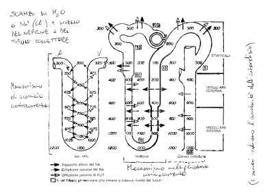 diagramma del nefrone