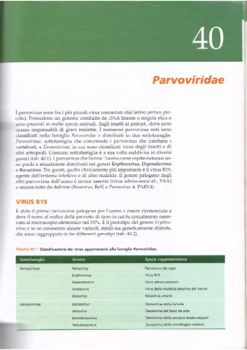 Parvoviridae